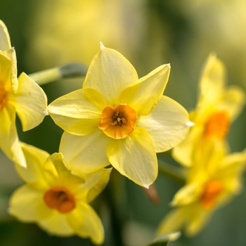 Attention! The season of narcissus is over! photo