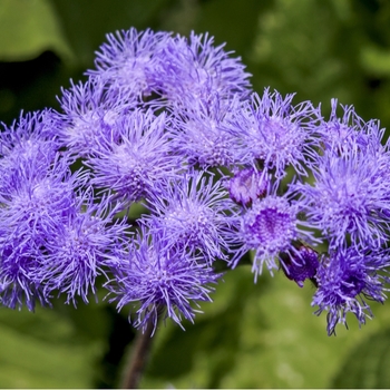 Attention! Ageratum season begins! photo