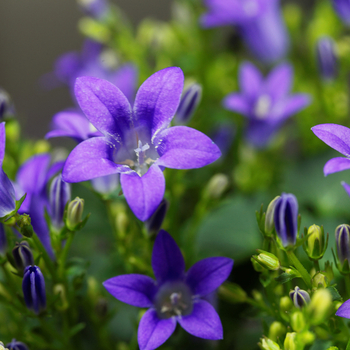 Увага! Сезон дзвоників (campanula) розпочинається! фото