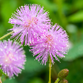 Увага! Сезон мімози соромливої (mimosa pudica) закінчився! фото