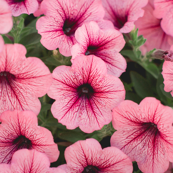 Увага! Сезон петунії (petunia) починається! фото