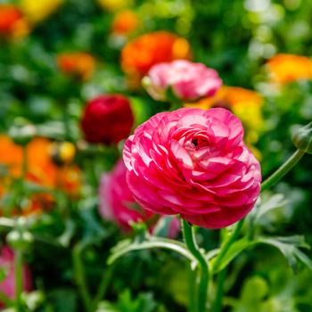 Увага! Сезон жовтця (ranunculus) закінчився! фото