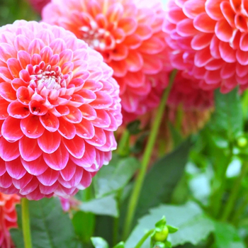 Увага! Сезон жоржин (dahlia) починається! фото