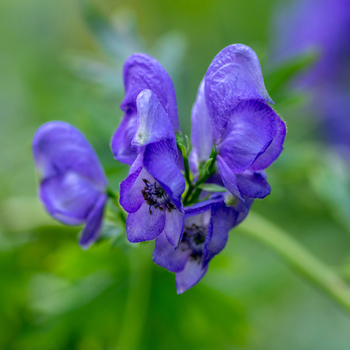 Attention! The season of aconitum is over! photo