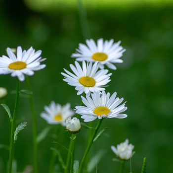 Увага! Сезон королиці (leucanthemum) закінчився! фото