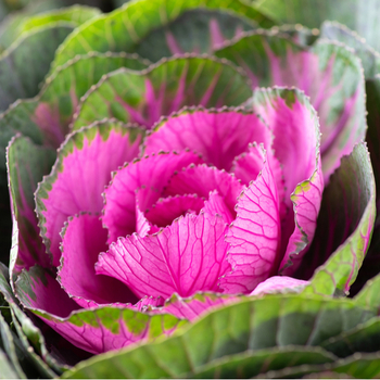 Attention! Brassica season begins! photo