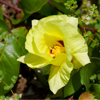 Attention! Gossypium season begins! Foto