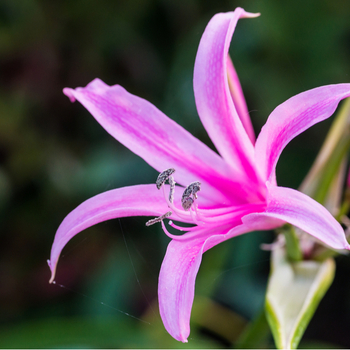 Внимание! Сезон нерины (nerine) начинается! фото