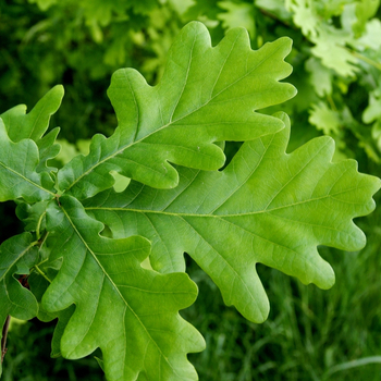 Attention! Quercus season begins! Foto