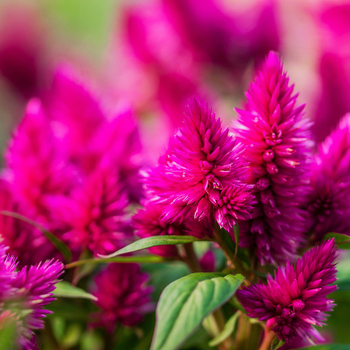 Attention! The season of celosia is over! Foto