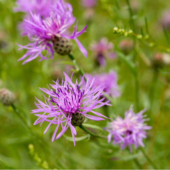 Увага! Сезон волошки (centaurea) закінчився! фото