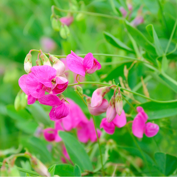 Внимание! Сезон чины (lathyrus) закончился! фото