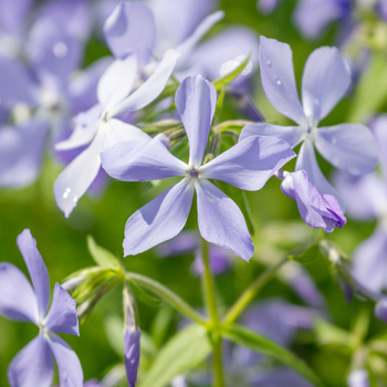 Увага! Сезон левкоя (matthiola) закінчився! фото