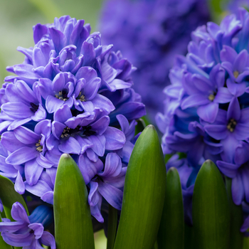 Attention! Hyacinthus pot plant season begins! photo