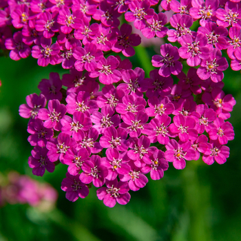 Внимание! Сезон тысячелистника (achillea) начинается! фото