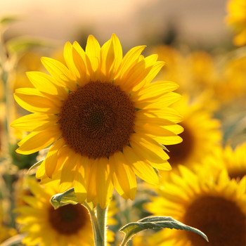 Внимание! Сезон подсолнечника (helianthus) начинается! фото