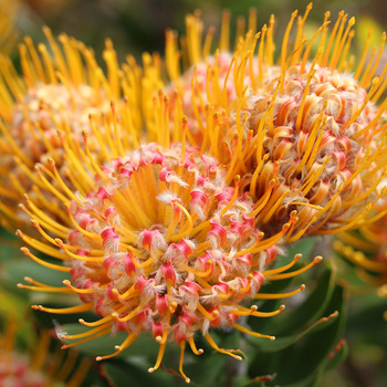 Внимание! Сезон леукоспермума (leucospermum) начинается! фото