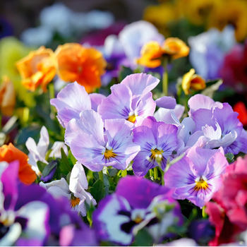 Attention! The season of bedding plants is over! Foto