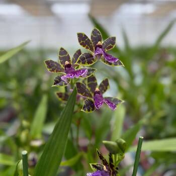 День открытых дверей в Lansbergen фото