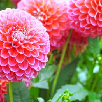 Внимание! Сезон георгин (dahlia) начинается! фото