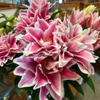 Moerman Lilium — Premium-Class Cut Lilies фото