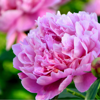 Внимание! Сезон пионов (paeonia) закончился! фото