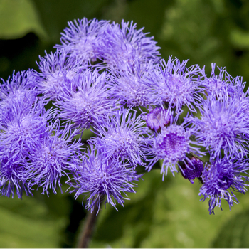 Внимание! Сезон агератума (ageratum) закончился! фото