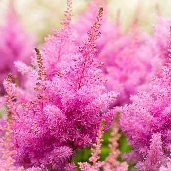Внимание! Сезон астильбы (astilbe) закончился! фото