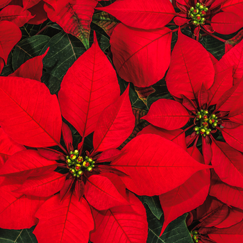 Attention! The season of poinsettia is over! fotografija