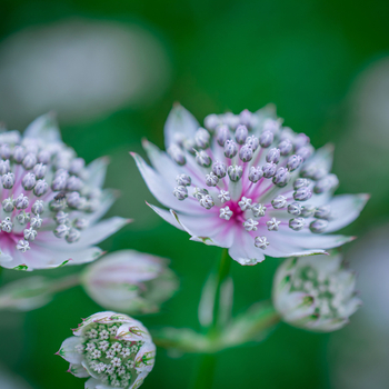 Attention! The season of astrantia is over! fotografija