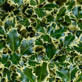 Attention! The season of ilex is over! fotografija