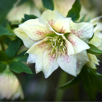 Внимание! Сезон морозника (helleborus) закончился! фото