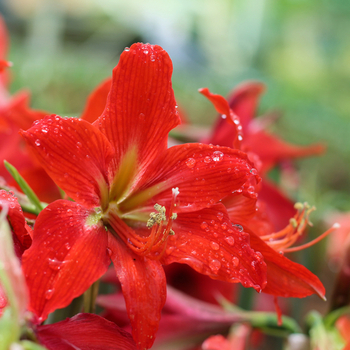 Внимание! Сезон гиппеаструма (hippeastrum) закончился! фото