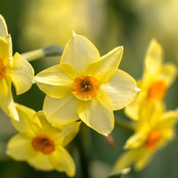 Внимание! Сезон нарциссов (narcissus) закончился! фото