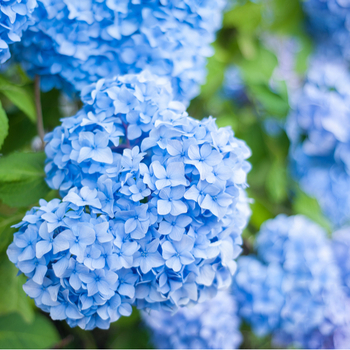 Внимание! Сезон гортензии (hydrangea) начинается! фото