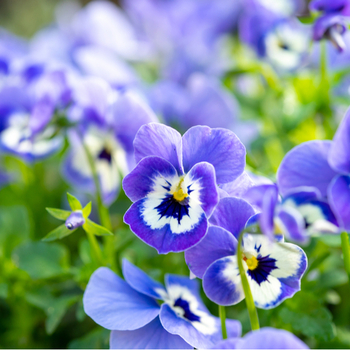 Внимание! Сезон фиалок (viola) закончился! фото