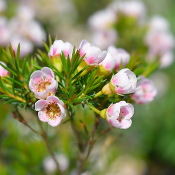 Увага! Сезон хамелауціума (chamelaucium) закінчився! фото