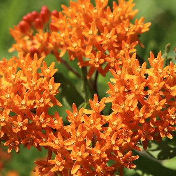 Увага! Сезон ваточника (asclepias) починається! фото