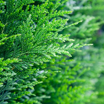 Attention! The season of conifers is over! photo