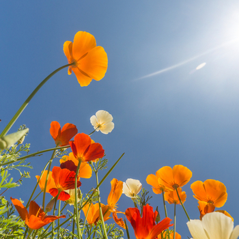 May 25, on Monday, there is a holiday - Whit Monday. photo