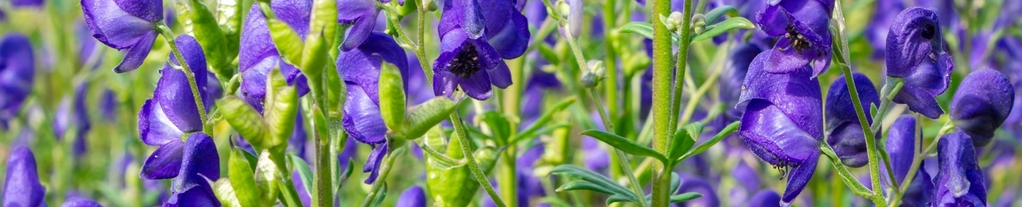 Aconitum Foto