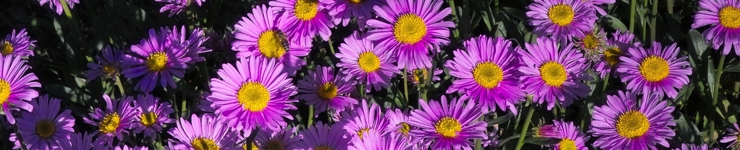 Aster Foto