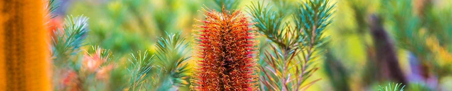 Banksia Foto