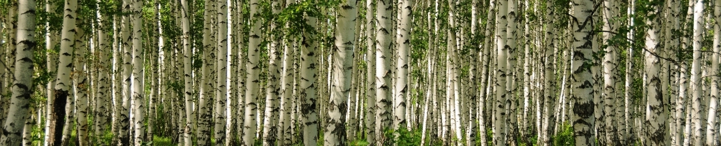 Betula Foto