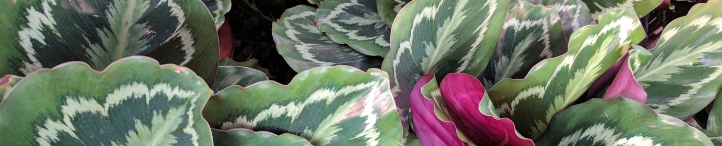 Calathea photo