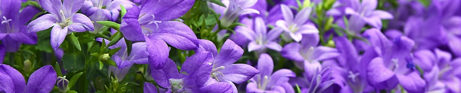 Campanula photo