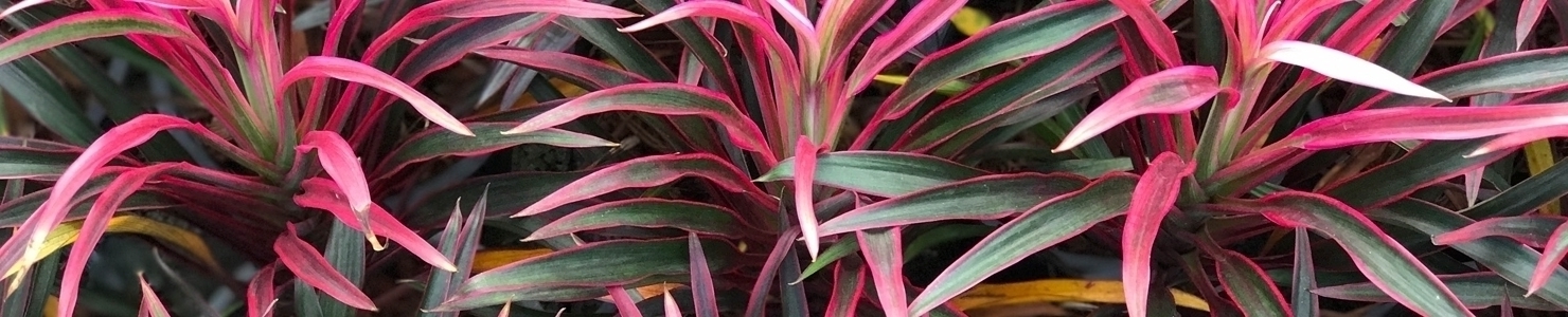 Cordyline photo