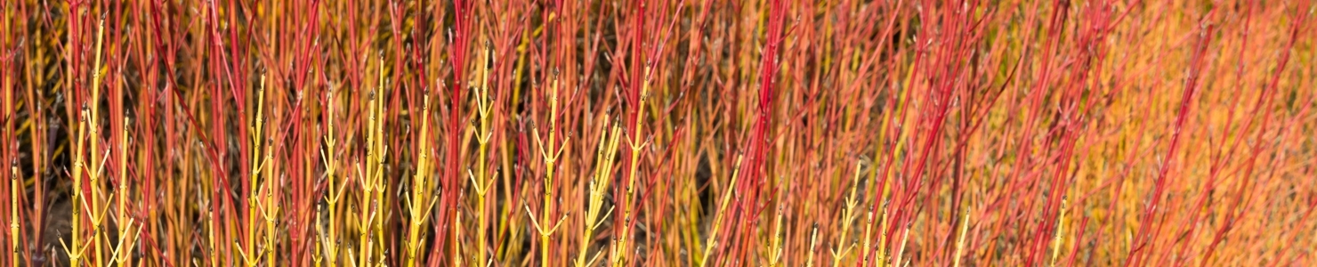 Cornus photo