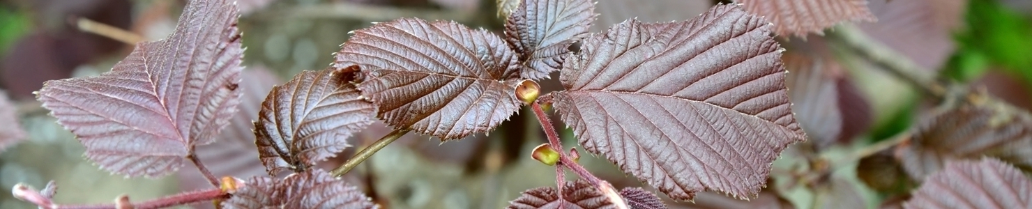 Corylus photo