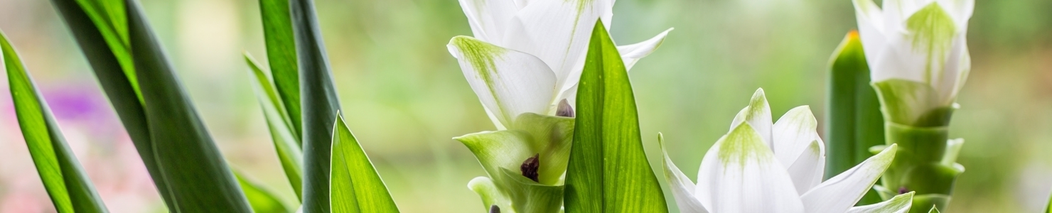 Curcuma photo